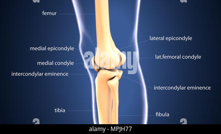 3D Darstellung der Anatomie der menschlichen Skelettknochen Stockfoto