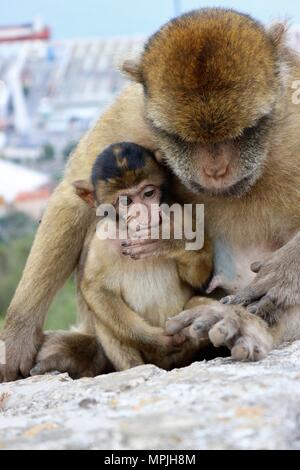 Die Berberaffen auf den Felsen von Gibraltar. Das Barbary Macaque Bevölkerung in Gibraltar ist der einzige wilde Affen Bevölkerung in den europäischen Kontinent. Stockfoto