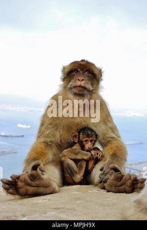 Die Berberaffen auf den Felsen von Gibraltar. Das Barbary Macaque Bevölkerung in Gibraltar ist der einzige wilde Affen Bevölkerung in den europäischen Kontinent. Stockfoto