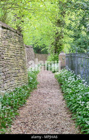 Allium ursinum. Bärlauch Blüte an einem Weg, der bis zu den Allerheiligen Kirche. Bisley, Cotswolds, Gloucestershire, England Stockfoto