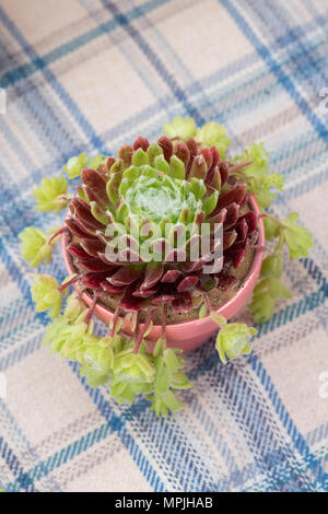 Sempervivum arachnoideum densum in einem Topf von oben. Hauswurz eine Blume zeigen. Großbritannien Stockfoto