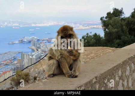 Die Berberaffen auf den Felsen von Gibraltar. Das Barbary Macaque Bevölkerung in Gibraltar ist der einzige wilde Affen Bevölkerung in den europäischen Kontinent. Stockfoto