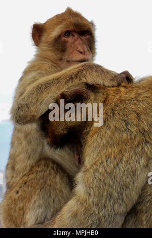 Die Berberaffen auf den Felsen von Gibraltar. Das Barbary Macaque Bevölkerung in Gibraltar ist der einzige wilde Affen Bevölkerung in den europäischen Kontinent. Stockfoto