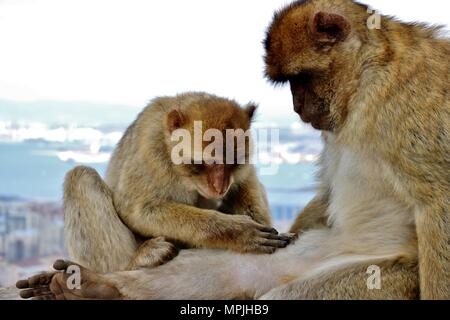 Die Berberaffen auf den Felsen von Gibraltar. Das Barbary Macaque Bevölkerung in Gibraltar ist der einzige wilde Affen Bevölkerung in den europäischen Kontinent. Stockfoto