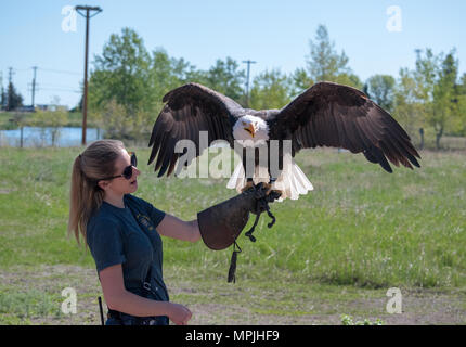 Ein Adler sitzt auf seinem Trainer Hand während eines Fluges Demonstration. Der Weißkopfseeadler (haliaeetus leucocephalus) ist ein Raubvogel in Nordamerika gefunden. Albe Stockfoto