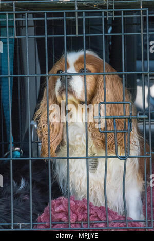 Cavalier King Charles Spaniel hund in einer Kiste oder Hund Käfig im Auto für den Transport in einem Fahrzeug sicher und im Kabel Box enthalten sind. Stockfoto