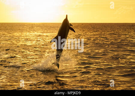 Spinner dolphin, Stenella longirostris, Springen, Springen, bei Sonnenuntergang, Silhouette, Chichi-jima, Bonin Inseln, Ogasawara Inseln, UNESCO Weltkulturerbe Stockfoto