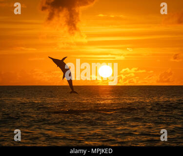 Spinner dolphin, Stenella longirostris, Springen, Springen, bei Sonnenuntergang, Silhouette, Chichi-jima, Bonin Inseln, Ogasawara Inseln, UNESCO Weltkulturerbe Stockfoto