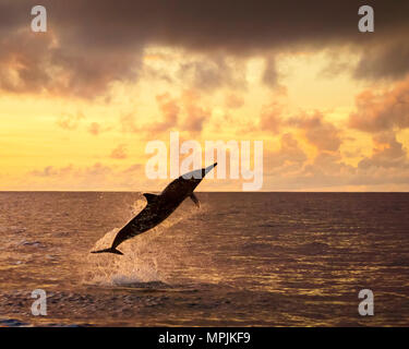 Spinner dolphin, Stenella longirostris, Springen, Springen, bei Sonnenuntergang, Silhouette, Chichi-jima, Bonin Inseln, Ogasawara Inseln, UNESCO Weltkulturerbe Stockfoto