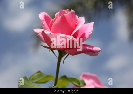 Rot Rosa Rose mit blauem Himmel Stockfoto