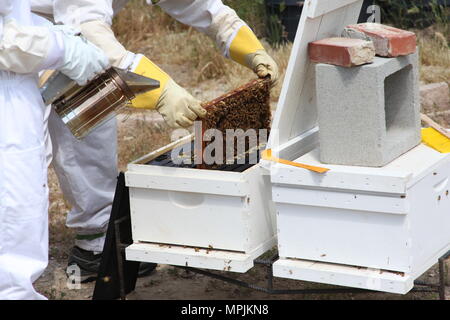 Imker Sammeln von Honig und Bienenwachs. Stockfoto