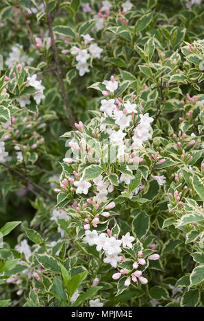 Weigela Florida variegata. Stockfoto