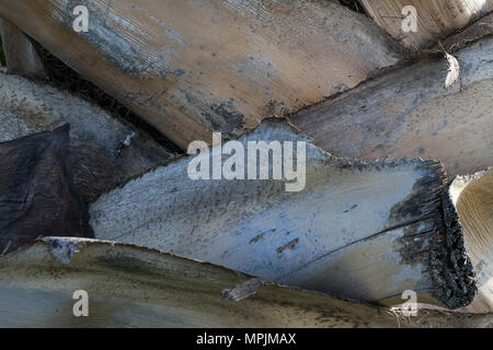 Braunen Hintergrund Textur der Rinde eines tropischen Palme, die Rinde Platten überlappen. Stockfoto