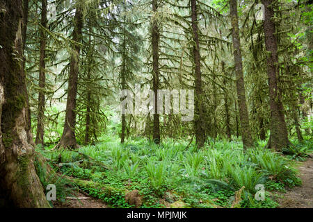 Wanderweg durch den Hoh Regenwald im Olympic National Park, Washington. Stockfoto