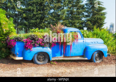 Portland, Oregon, USA - 23. August 2014: einen alten blauen Pickup es Bett und Cab gefüllt mit einer Vielzahl von Pflanzen und Blüten vor einem Kindergarten auf Swauv Stockfoto