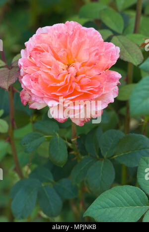 ROSA' TAHITIAN MOON' Stockfoto