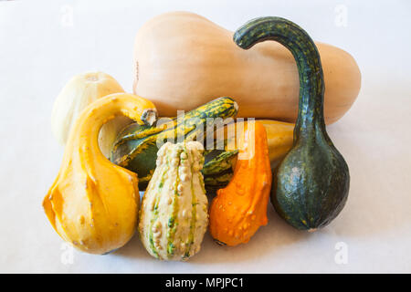 Ein Stilleben von Winter Squash und dekorative Kürbisse stellt eine reiche Ernte der nahrhafte Lebensmittel Stockfoto