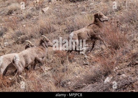 Rocky Mountain Dickhornschafe (Ovis canadensis) bewegen sich auf einem trockenen, kargen Hügel in einem Lebensraum, für den sie einzigartig angepasst sind Stockfoto