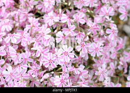 Phlox subulata Tamaongalei weißen und rosa Blüten Stockfoto