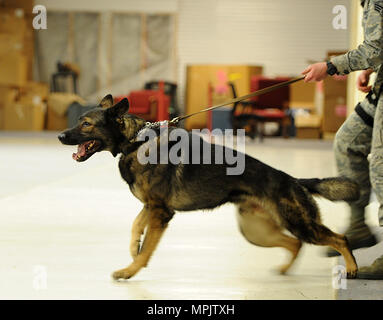 Senior Airman Amanda Puryear, 5 Security Forces Squadron Militär Hundeführer, hält Leugnen, MWD, wie er sich darauf vorbereitet, einem anderen Handler in einem Bissen am Minot Air Force Base, N.D., Jan. 23, 2017 zu begreifen. Der Biss ist durch Handler verschlissen, realistisch zu trainieren MWDs. (U.S. Air Force Foto/Senior Airman Kristoffer Kaubisch) Stockfoto