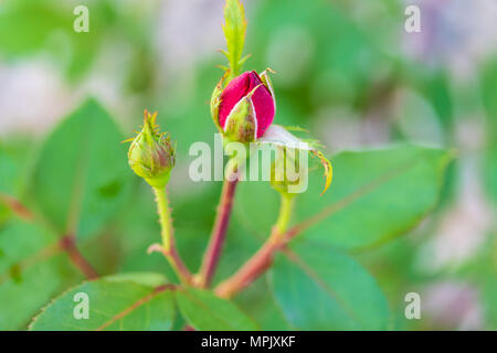 Die erste Blüte der Feder auf einer Miniatur red rose Bush Stockfoto