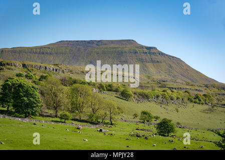 Ingleborough. Der zweithöchste Berg in den Yorkshire Dales. Es ist eine der Yorkshire Three Peaks Stockfoto