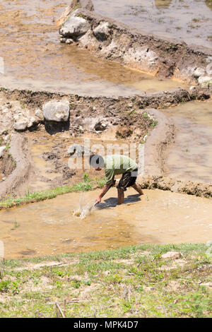 Arbeiten die Reisfelder, Sapa, Vietnam Stockfoto