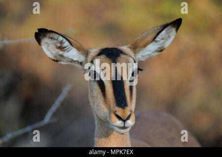 Schwarz konfrontiert Impala Kopf Portrait, (Aepyceros melampus petersi), Etosha Nationalpark, Namibia Stockfoto