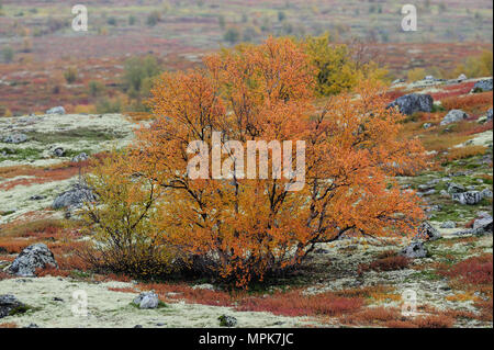 Birke im Herbst Landschaft, Indian Summer, dovrefjell, Norwegen, (Betula pubescens) Stockfoto