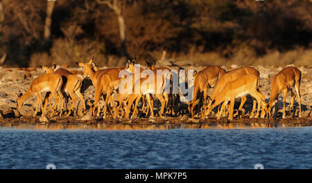 Schwarz konfrontiert Impala Herde auf ein Wasserloch, (Aepyceros melampus petersi), Etosha Nationalpark, Namibia Stockfoto