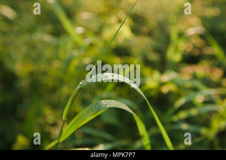 Regen fällt auf Gras - close-up Stockfoto