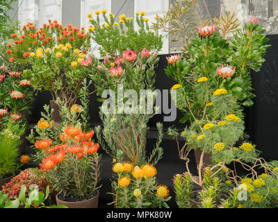 RHS Chelsea Flower Show 2017. Eine Familie Proteaceae blühende Pflanzen. Stockfoto