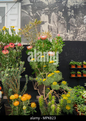 RHS Chelsea Flower Show 2017. Eine Familie Proteaceae blühende Pflanzen. Stockfoto