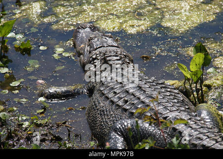 Krokodil in Sumpf, Relaxen in der Sonne Stockfoto