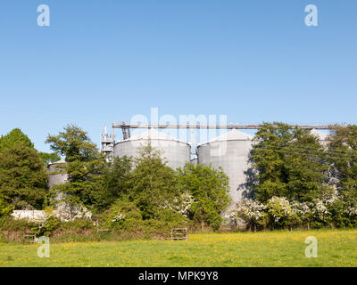 Nahaufnahme, Porträt und schwarzen und weißen Milchkuh in Bauernhof Feld Frühling, Essex, England, Großbritannien Stockfoto