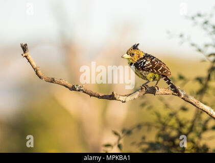 Crested Barbet thront auf einem Zweig Stockfoto