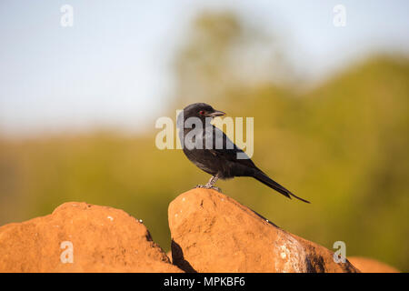 Fork-tailed Drongo mit ein Insekt in der Rechnung, auf einem Felsen thront. Stockfoto
