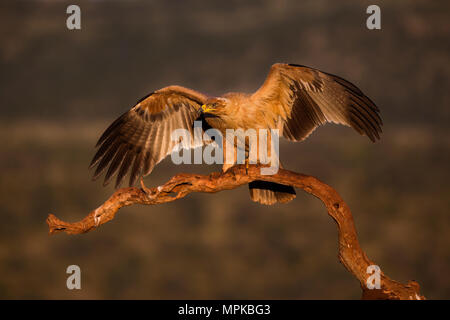 Tawny Eagle Landing auf einem Zweig mit Flügel Stockfoto