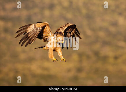 Tawny Eagle an Stockfoto