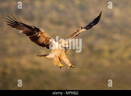 Tawny Eagle an mit Flügel Stockfoto