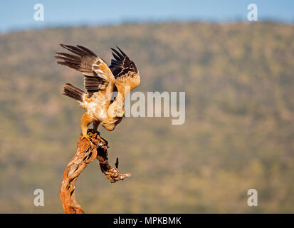 Tawny Eagle, die von der Stange Stockfoto