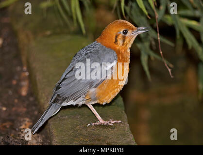 Orange Spitze Soor (Zoothera Citrina) Stockfoto