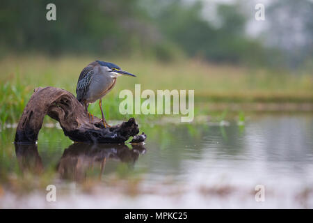 Green-backed Heron auf ein Protokoll mit Blick auf einen Teich thront. Stockfoto