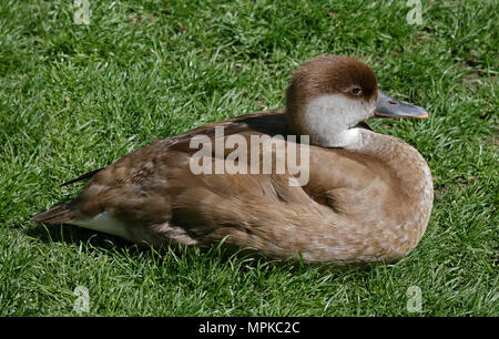 Red Crested Pochard (netta rufina), Buchse Stockfoto