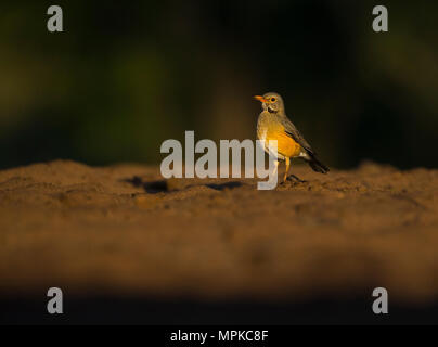 Kurrichane Thrush auf dem Boden im Morgenlicht Stockfoto