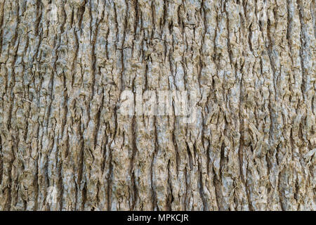 Palm Tree Trunk Textur Nahaufnahme Stockfoto