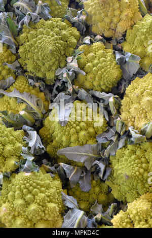 Brokkoli Romanesco Kohl (oder römischen Blumenkohl) Stockfoto