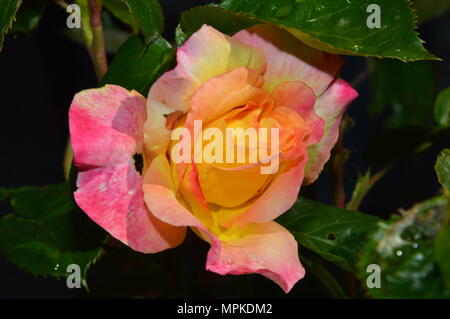 Zoom auf eine Orange Weiß Rot Rose, außerhalb Stockfoto