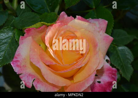 Zoom auf eine Orange Weiß Rot Rose, außerhalb Stockfoto