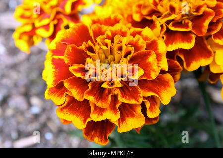 Helles Orange Blumen in voller Blüte Stockfoto